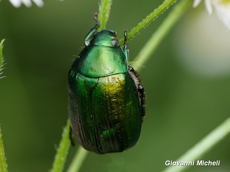 Rutelidae:  Anomala cfr. vitis